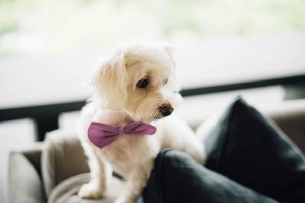 Pet Friendly Image