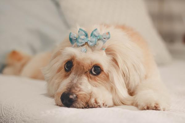 Pet Friendly Image